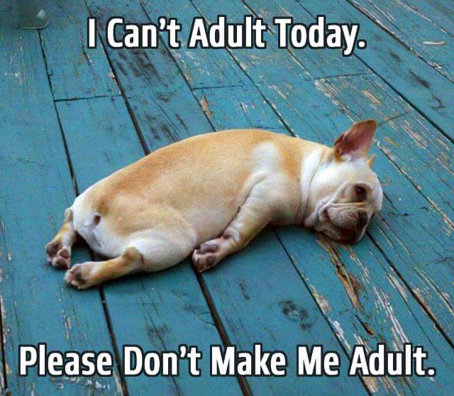 funny-pictures-i-cant-adult-today-dog